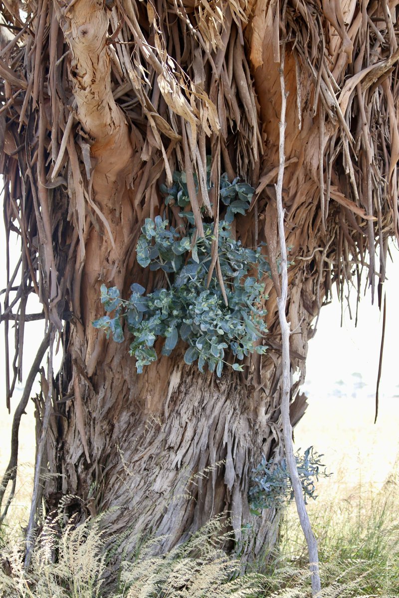 This gum tree in our lane, has been slowing dying over the past 12 months. Thought it was a gonner, but noticed new growth on the trunk earlier this week. Nature is epic!