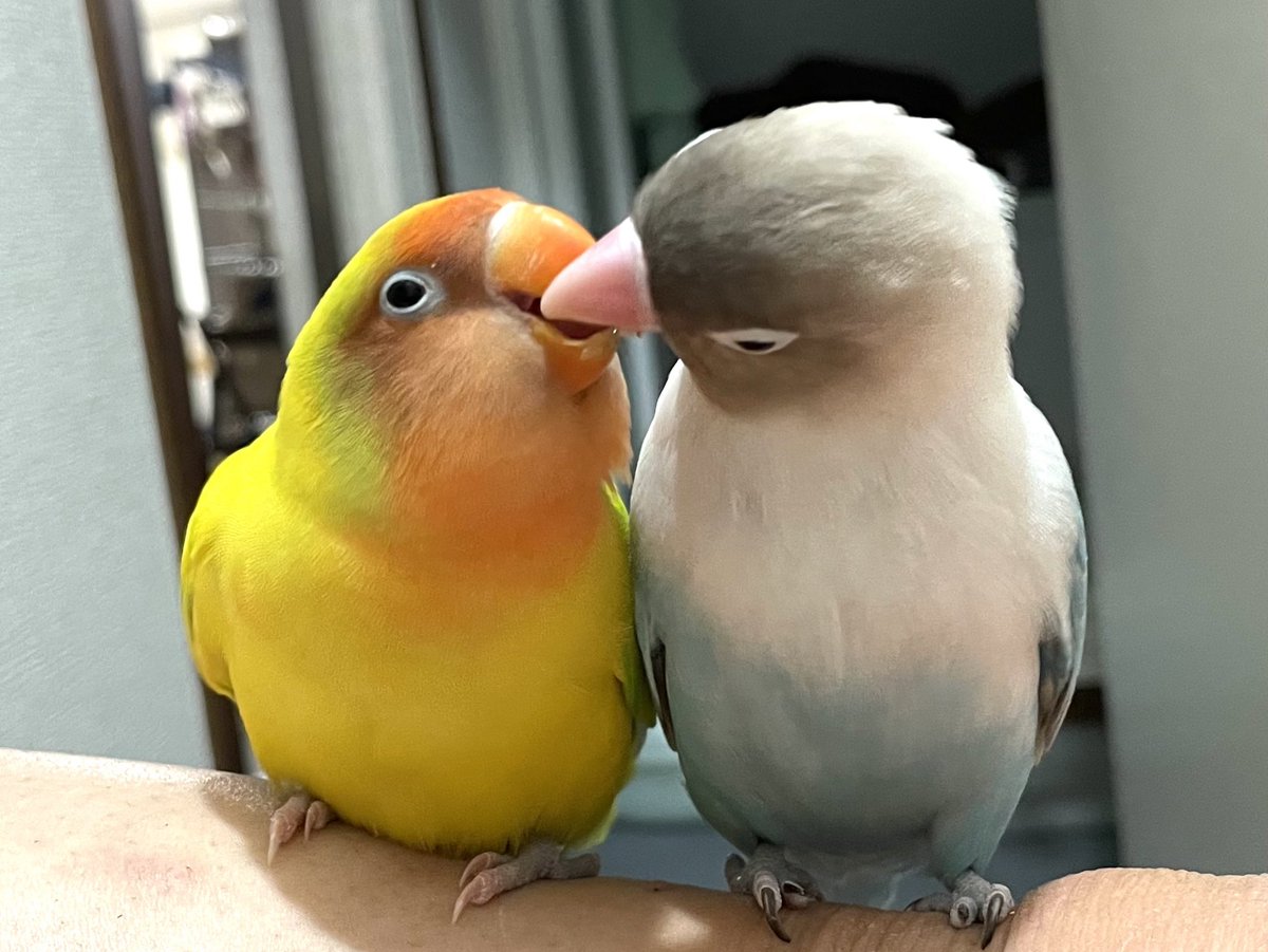 pomingpomy's tweet photo. コンちゃんは現在、母親に会えて歓喜しておりましたが、今は父親に甘えてご飯をせびっております…。 https://t.co/Tj5cFuP53m