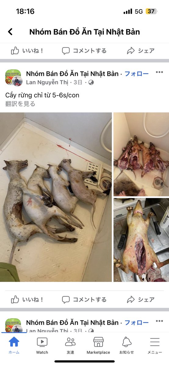 ilvietnam's tweet photo. 日本で犬肉？
どこからの犬？ https://t.co/JGSqHLBEPB