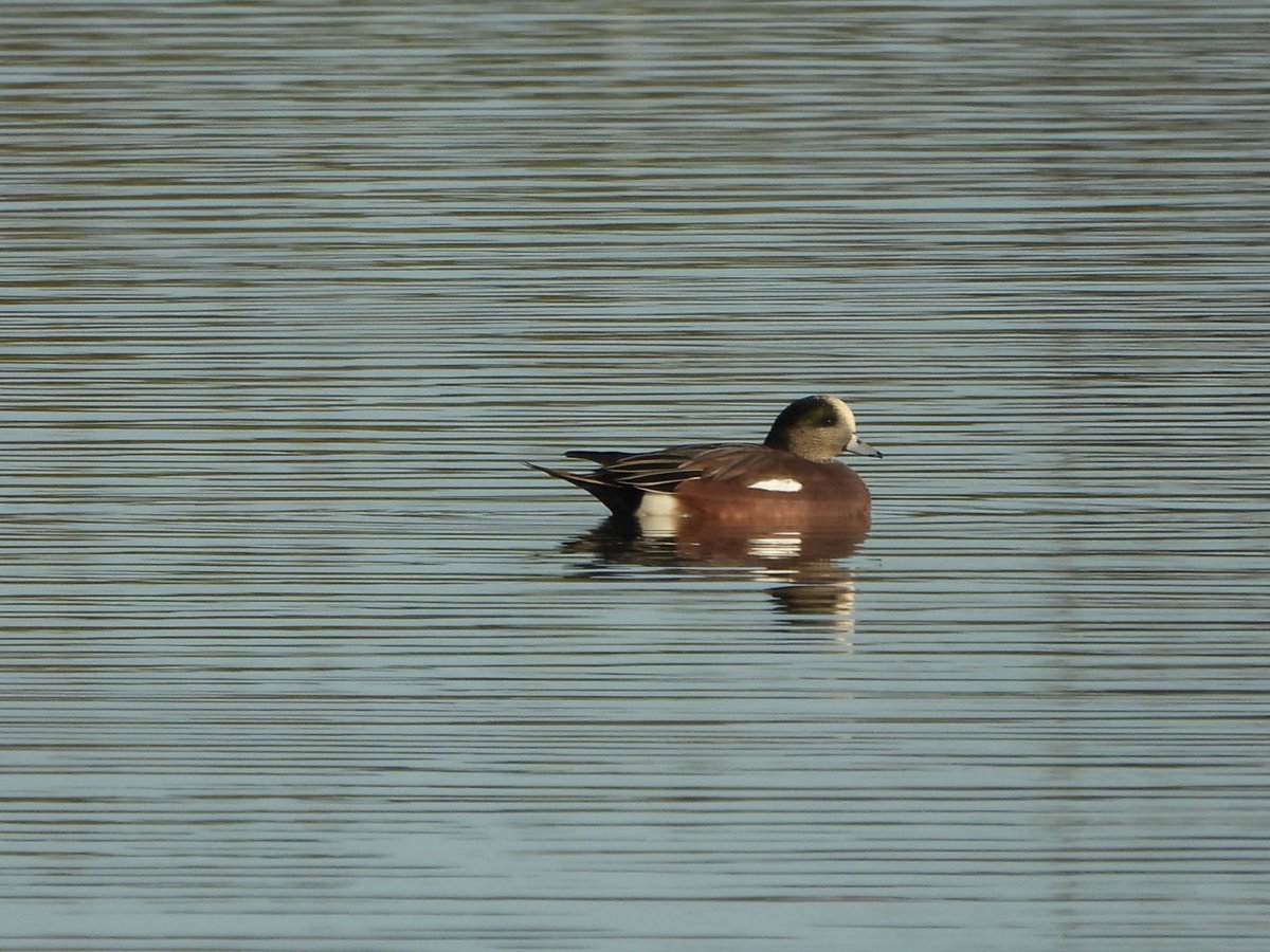 Duncan Bye (@duncbye) on Twitter photo The drake American Wigeon on the pool at Wheldrake Ings this morning
<a href="/YorkBirding/">York Birding</a> <a href="/LDV_NNR/">LDV NNR</a> <a href="/nybirdnews/">NorthYorksBirdNews</a> The drake American Wigeon on the pool at Wheldrake Ings this morning
<a href="/YorkBirding/">York Birding</a> <a href="/LDV_NNR/">LDV NNR</a> <a href="/nybirdnews/">NorthYorksBirdNews</a>