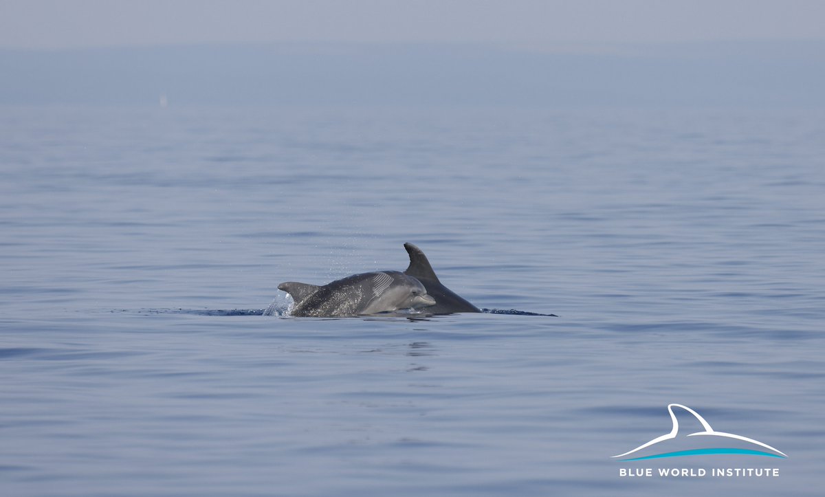 Blue World Institute tweet media