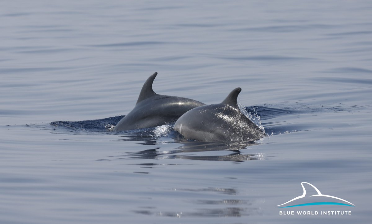 Blue World Institute tweet media