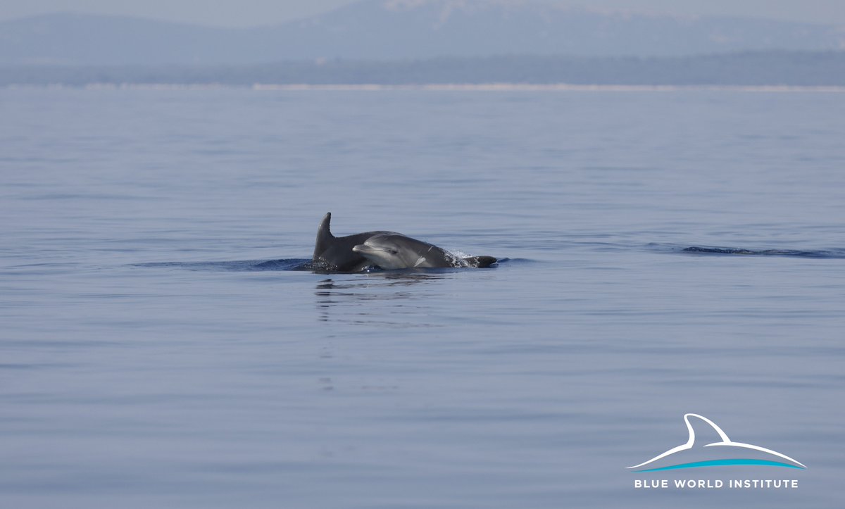 Blue World Institute tweet media