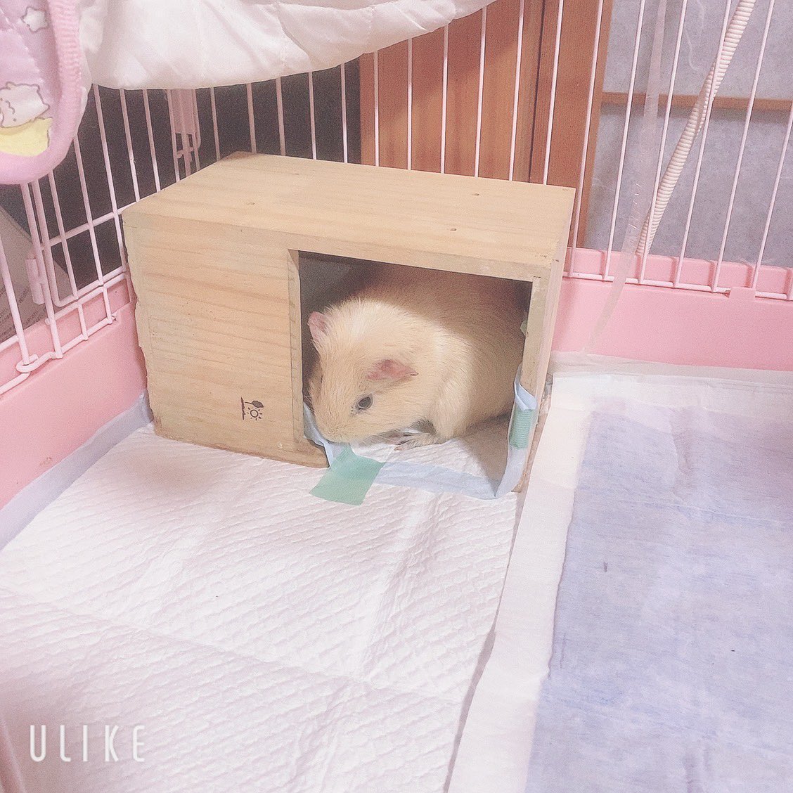 chi__ppi's tweet image. モル用暖房を出しました (  ･᷅-･᷄ )
明日から真冬の寒さらしいです 😣💧

前にきなこに使ってた
おトイレ用のおうちを出してみました (*´༥`*)
懐かしいのか観察中です 🤭💕
またこの中でおトイレしてくれたら嬉しいです 🧚

#モルモット