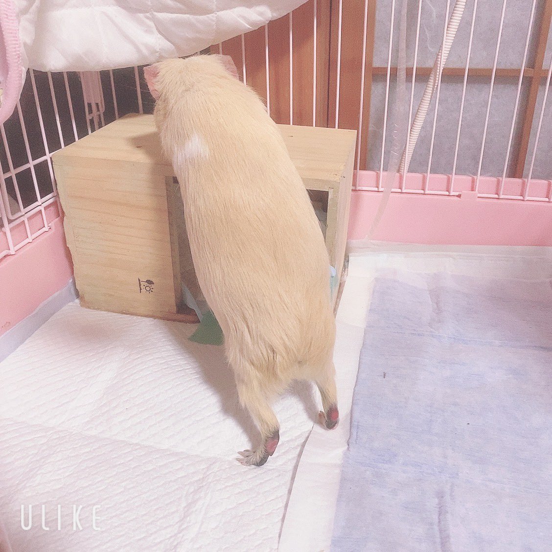 chi__ppi's tweet image. モル用暖房を出しました (  ･᷅-･᷄ )
明日から真冬の寒さらしいです 😣💧

前にきなこに使ってた
おトイレ用のおうちを出してみました (*´༥`*)
懐かしいのか観察中です 🤭💕
またこの中でおトイレしてくれたら嬉しいです 🧚

#モルモット