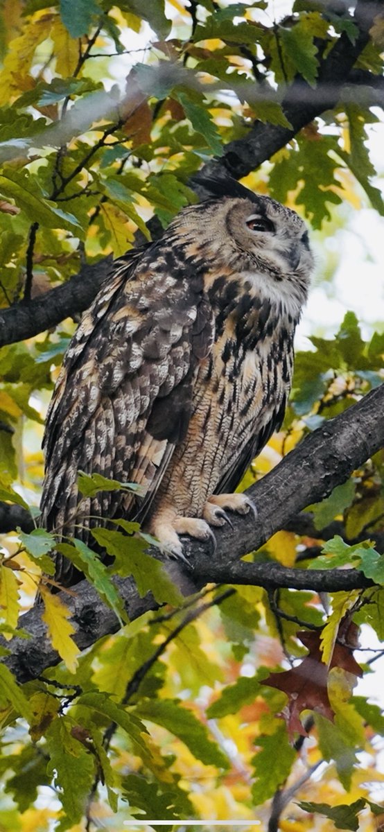 A Flaco Memory …11/17/2023 Flaco has finally returned to his Oak Tree on 104th and  East Drive from the Lower East Side . Welcome back , Flaco . #birdcpp