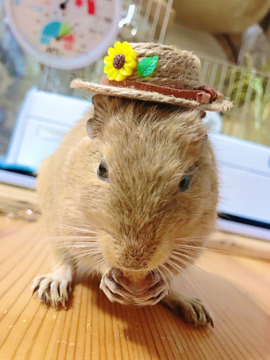 CHICCI1013's tweet image. 2024 お帽子 コレクション