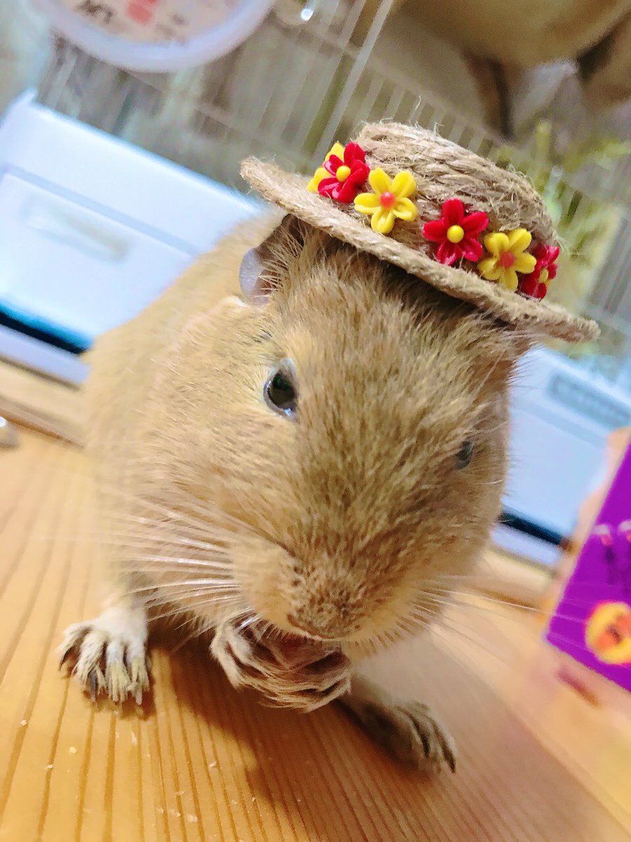 CHICCI1013's tweet image. 2024 お帽子 コレクション