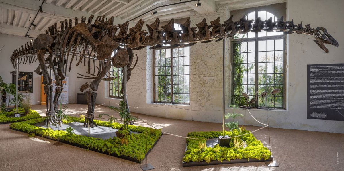 kristofsimoens's tweet image. #FrankrijkWatcher Zaterdag is in Parijs een uniek, 150 miljoen jaar oud skelet van een #dinosaurus geveild. Het grootste skelet ooit aangeboden op een #veiling zou volgens kenners ook wel eens het duurste ooit kunnen worden, maar viel dat even tegen… frankrijkwatcher.blogspot.com/2024/11/eenmaa…