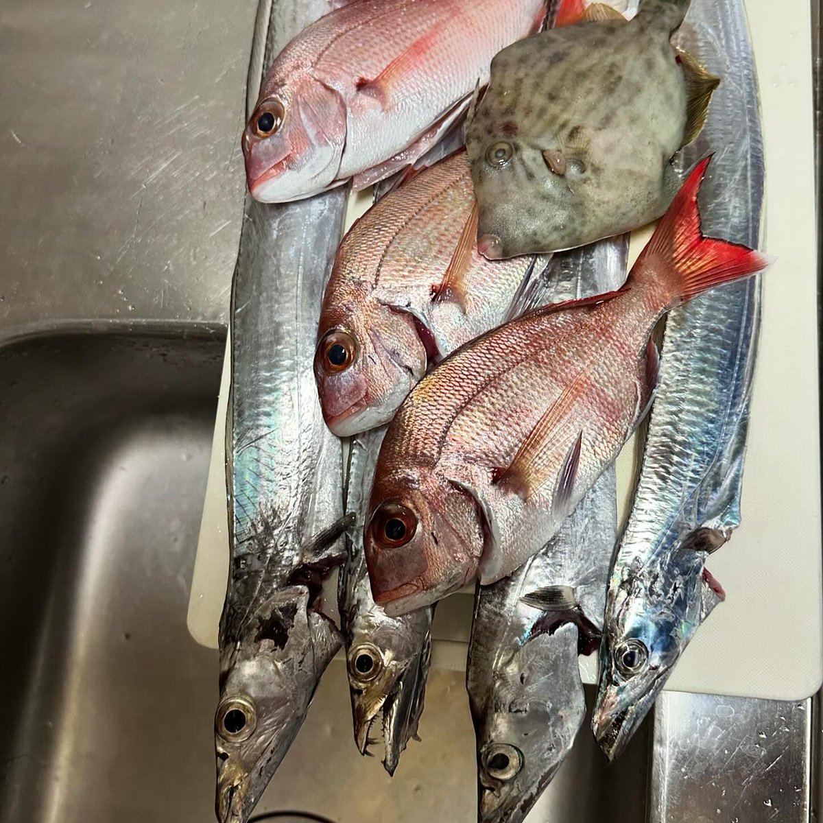 afgadsc145's tweet photo. 船釣りに連れて行ってもらって
いろいろ釣らせてもらったよ

太刀魚4
小さい鯛3
カワハギ1
ガシラ1

太刀魚とガシラは骨まで美味しくいただいたよ

#小島沖 #海釣り #ボート釣り #プレジャーボート #楽しい #楽しかった #釣れてくれてありがとう #太刀魚 #ガシラ #カワハギ #鯛 #美味しかった https://t.co/h5xO45aCV4