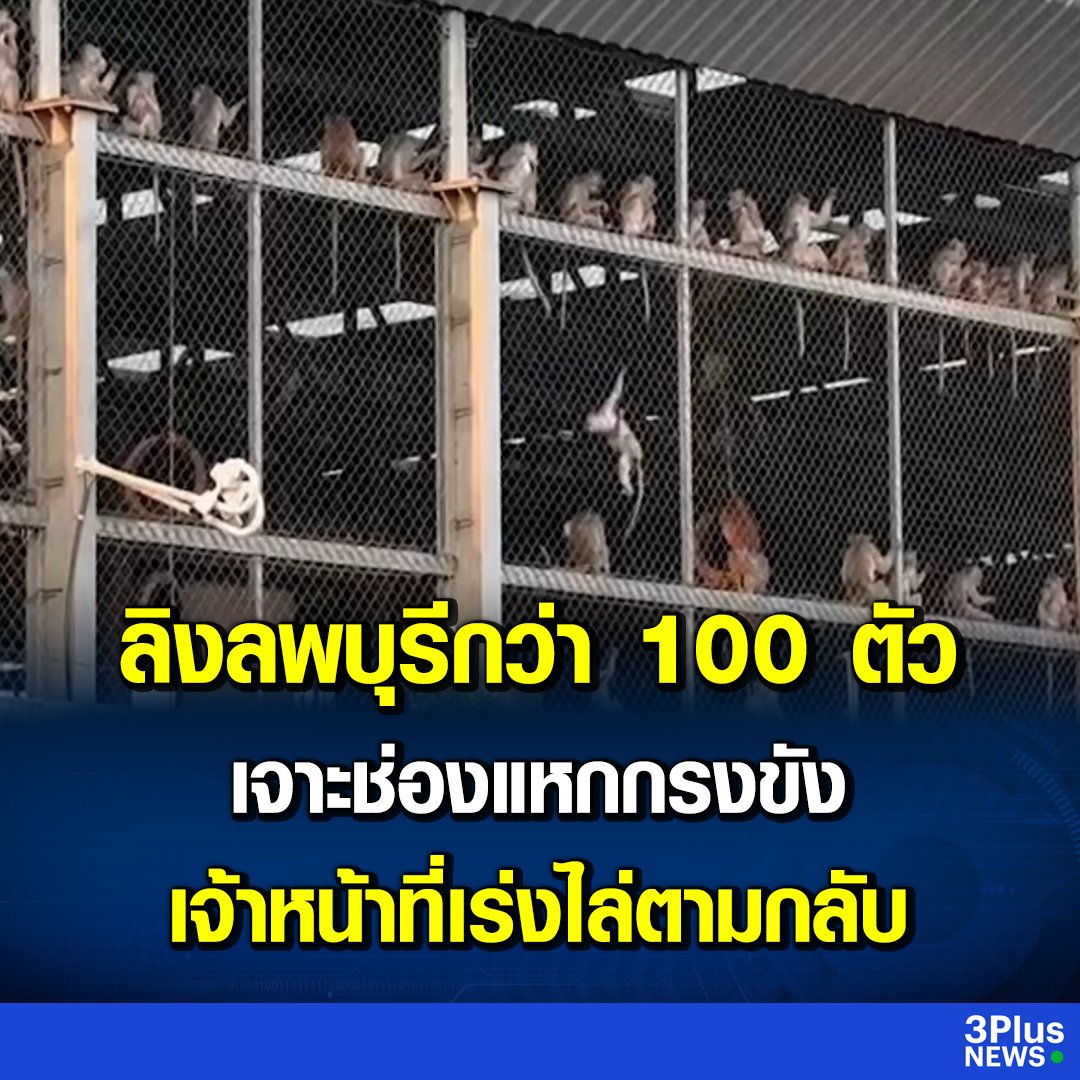 อีดอก น่ากลัวมาก อีลิงกว่า 100 ตัวมันแหกคุกแล้วจ้า Prison  Break ของจริง ลิงเถื่อนสร้างสงครามกับมนุษย์แล้ว ระวังตัวไว้ด้วยนะครับ!!!!!