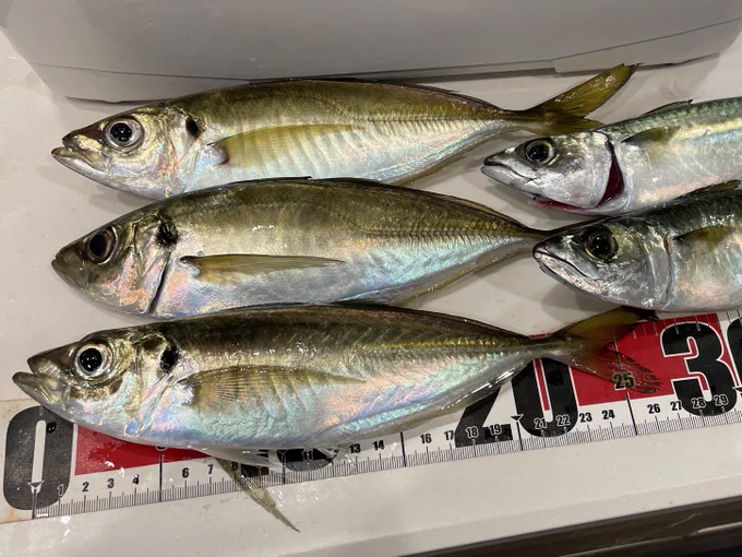 爆釣でした