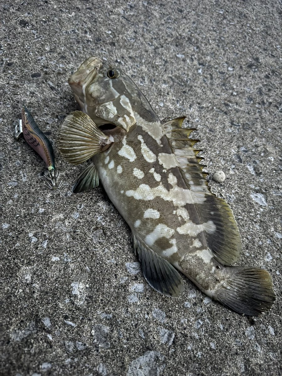 AndyFish101's tweet photo. エギングで初めて魚釣り上げました🐟
しかもクエ😅💦💦
めっちゃ良く引いたし釣り上げれてびっくり😅
ライトな竿と2000番のリールでした🎣
#釣り #クエ #エギング #イカ釣り https://t.co/kvctVFaxcY