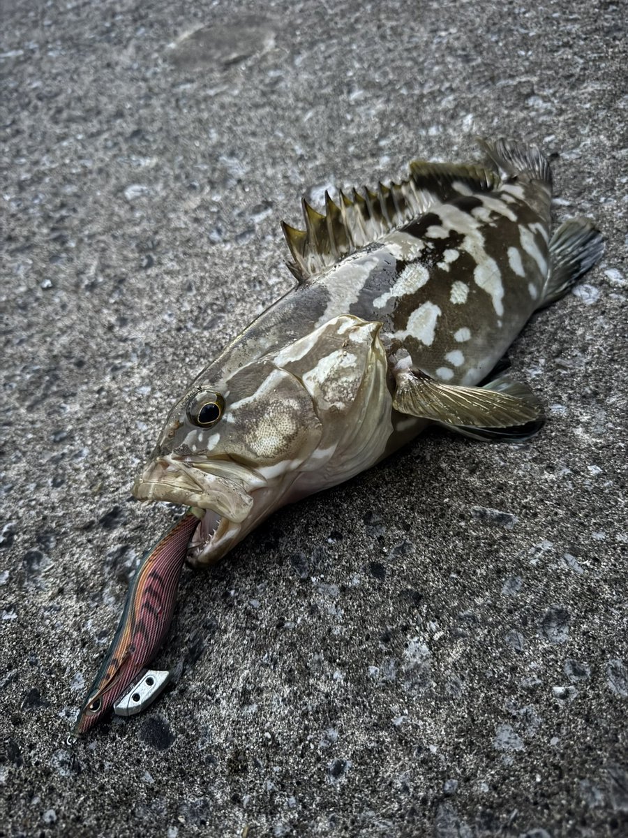 AndyFish101's tweet photo. エギングで初めて魚釣り上げました🐟
しかもクエ😅💦💦
めっちゃ良く引いたし釣り上げれてびっくり😅
ライトな竿と2000番のリールでした🎣
#釣り #クエ #エギング #イカ釣り https://t.co/kvctVFaxcY