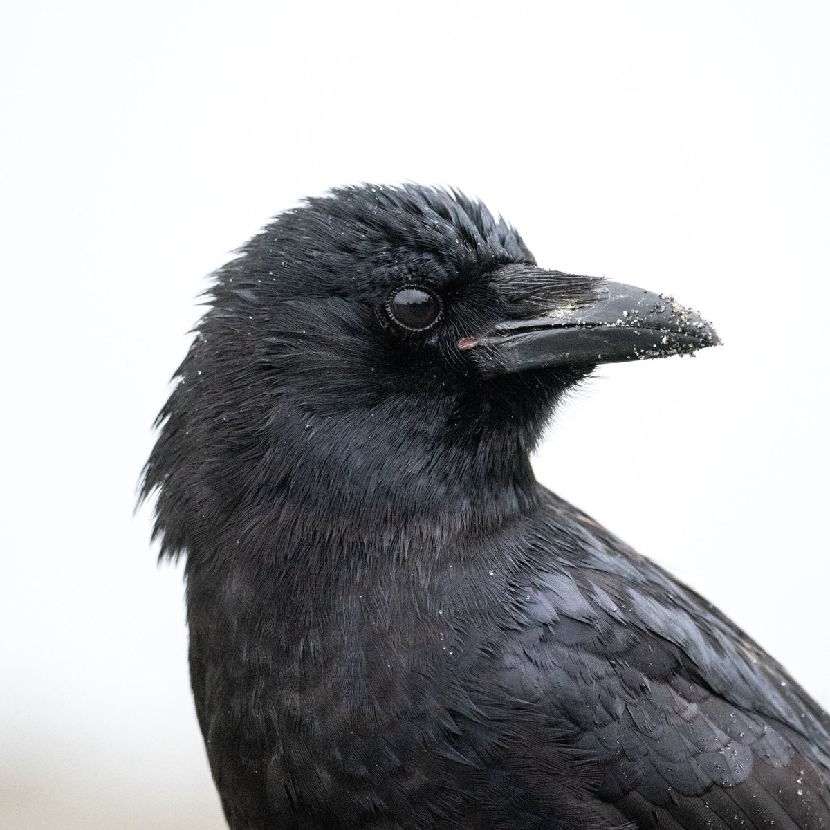 Kris Tsujikawa tweet media