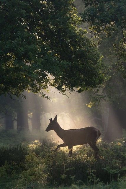 solace in light (@sunbeamdaydream) on Twitter photo 