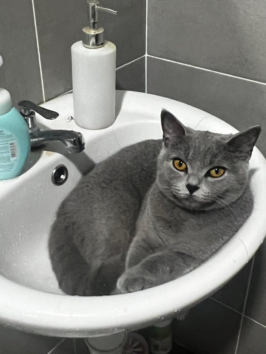 ansamr_'s tweet photo. Left my cat at a petsitter on 5/11 bcs I had to go abroad. Landed today only to find out that my cat is missing

Last seen this morning at Putrajaya Precint 15
Kucing BSH female 10 months warna kelabu
Ada line2 pekat di ekor

Please2 RT and help us find her 😭😭😭😭🙏🏻🙏🏻🙏🏻 https://t.co/ef171SBT31