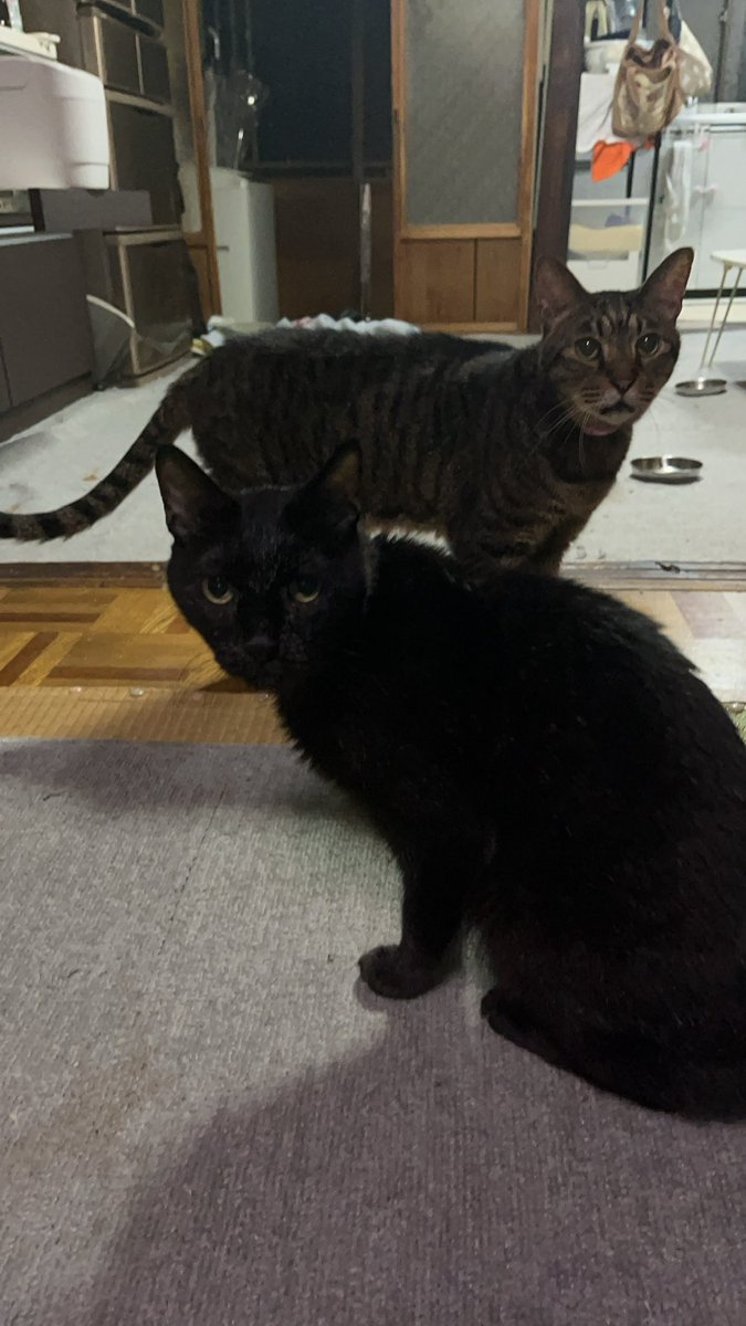 Sora1027y's tweet photo. 急なんですが
猫ちゃんの生態とかに詳しい人ほんとに連絡ください！
うちの猫が12日の夜中に逃げ出してしまい
まだに見つからないんです、
もし近場に住んでる人でも見かけたり保護してたりしたらDMください！ https://t.co/kC2FiqdDIi