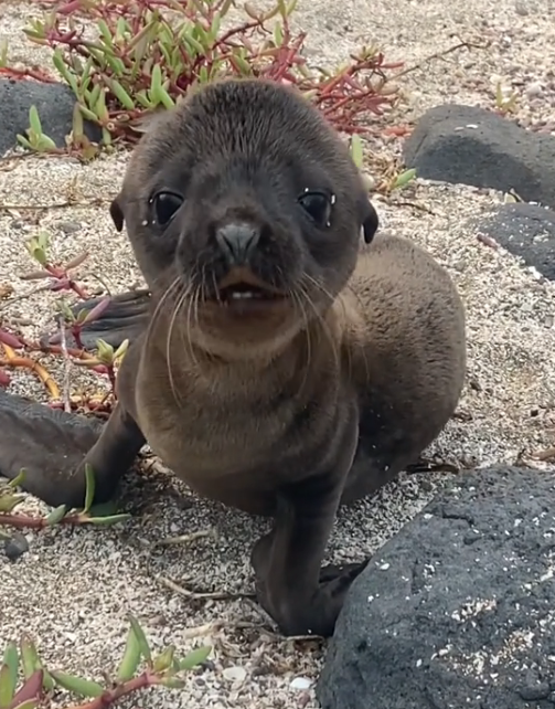 <a href="/SolanaPlays/">sp</a> We are saving a baby fucking sea lion rn   

$SERGIO 

BurBSwi22AzQHKHk82vZqWzpgYuxoDLhRp3tytgrpump