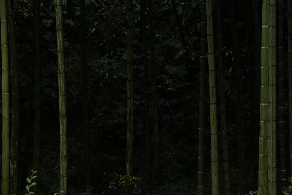 Zen_Tea_Exp's tweet photo. "I went to the woods because I wished to live deliberately, to front only the essential facts of life, and see if I could not learn what it had to teach, and not, when I came to die, discover that I had not lived."

#Walden https://t.co/Vc5St4xWSL