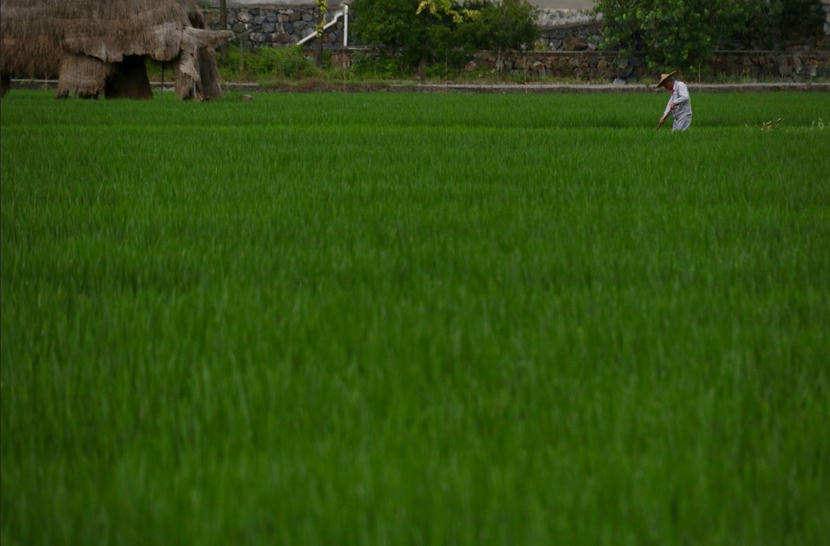 Zen_Tea_Exp's tweet photo. @ArtvisionNFT In the tender embrace of the earth, the green expanse whispers of simplicity. A lone farmer, bent in quiet labor, becomes one with the land, embodying the harmony we so often overlook. Here lies the essence of life—untainted, deliberate, and true. https://t.co/x3CknmV8ck