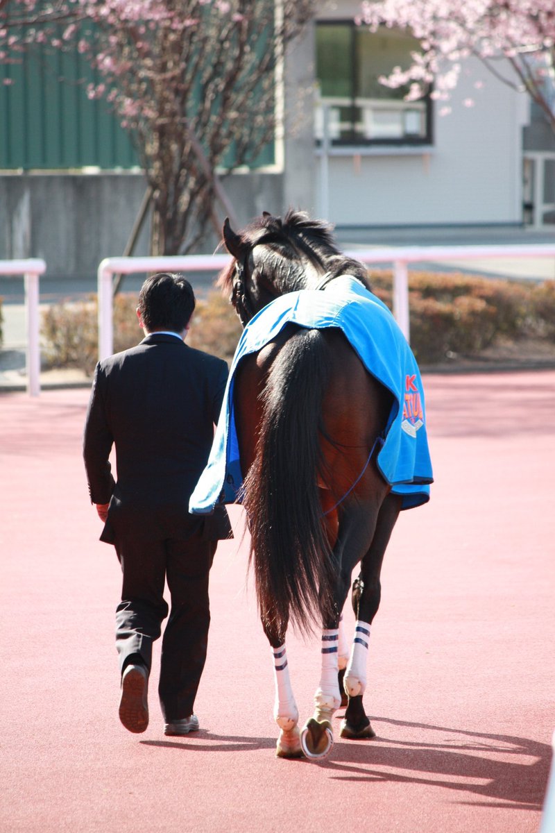 Chansonnette07's tweet photo. オーディン、ルクスレゼルヴァの勝ちあがりおめでとう👏
産駒初勝利🎊
来年産まれる仔達も元気に大きくなってほしいな。
#ダノンシャンティ https://t.co/H93K7toLvJ