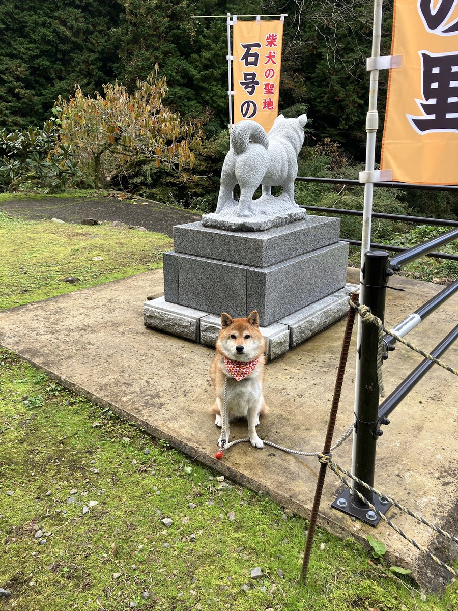 haru_k24's tweet photo. 柴犬のご先祖さまに会ってきました🐕
おかげで千代とめぐり逢えました。ありがとうございます🙏
#柴犬の祖　
#石号　
#島根県益田市　
#柴犬の聖地　
#石号の里　
#柴犬 https://t.co/KPkBOnE731
