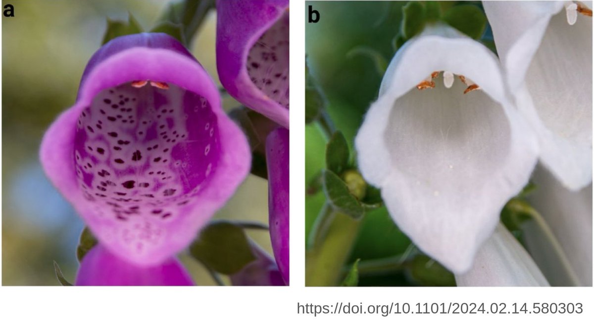 The color difference between magenta and white flowers in Digitalis purpurea is linked to a large insertion in the DFR gene of white flowering plants, likely making DFR non-functional and blocking anthocyanin biosynthesis:
doi.org/10.1101/2024.0…
#PlantSci #Pigmentation
