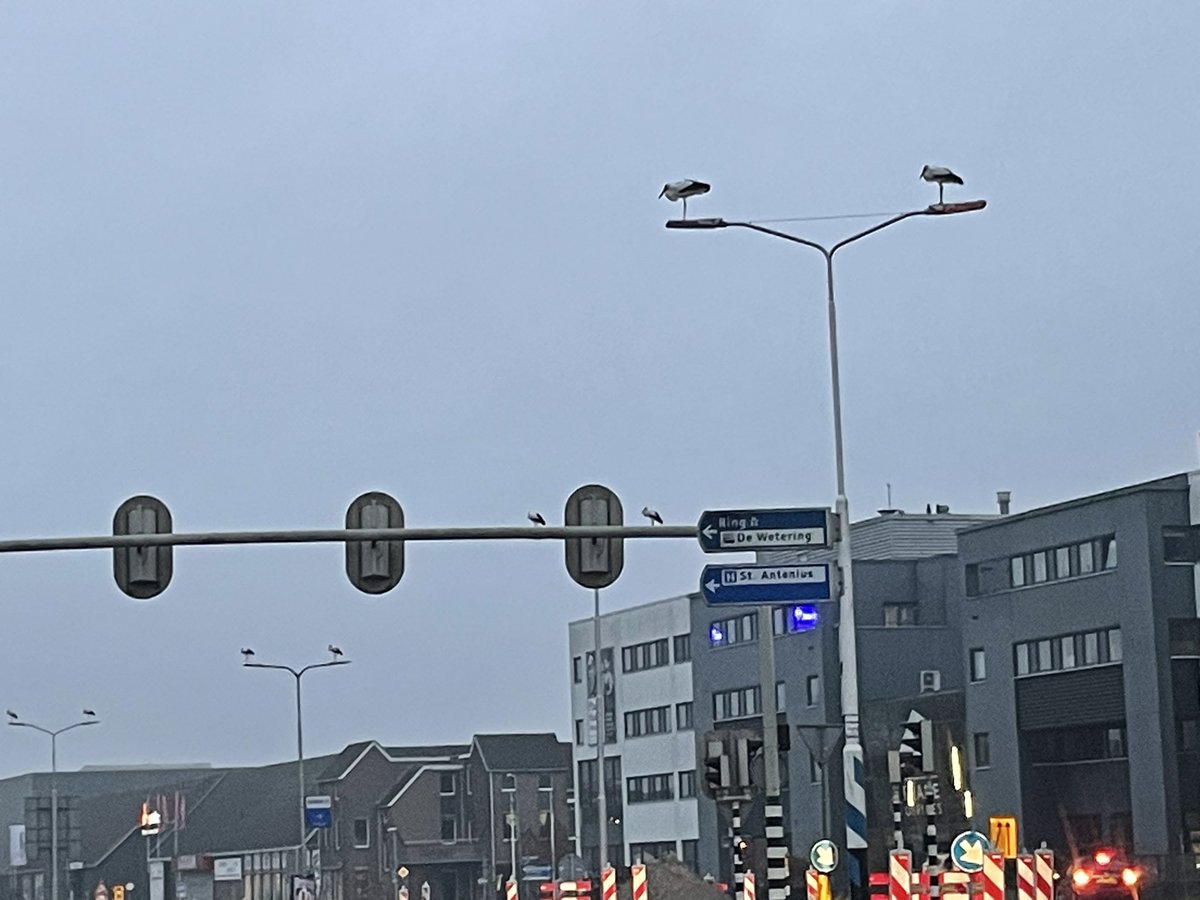 Ik reed gisteren naar huis en zag wel 16 ooievaars in de lantaarnpalen
