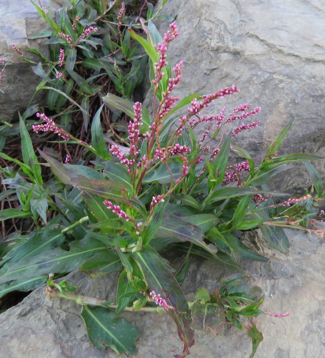 StuartWilliams_'s tweet photo. Persicaria decipiens (slender knotweed)
#YalukitWillam #Persicaria #Polygonaceae #ozplants https://t.co/K9AKPkhRsZ
