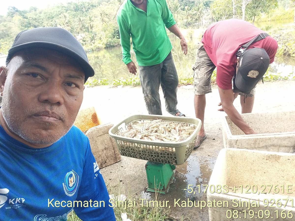 Rokit_66's tweet photo. Jum'at (15/11/2024) ROKIT SP Luhkan Kab Sinjai mendampingi panen parsial udang vaname di Desa Panaikang Kec Sinjai Timur An Irwan produksi 125 kg, zise 60 ekor/kg, harga Rp 61.000/kg
#GiatLuhkanSatminkalMaros
#Panen
#Luhlapor https://t.co/sskWZJZ4w5