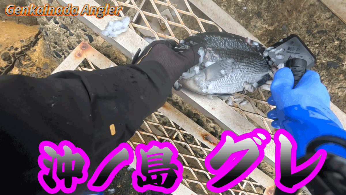 GenkainadaA's tweet photo. 世界遺産沖ノ島　寒グレ調査釣行で撃沈！🤣　水温が下がらず激シブ
https://t.co/lFXN1cHyyy
#沖ノ島 #グレ #メジナ #宗像 #クロ #フカセ #玄界灘 #ダビンチリゾルブ #yes https://t.co/Y8fGrSGDpr