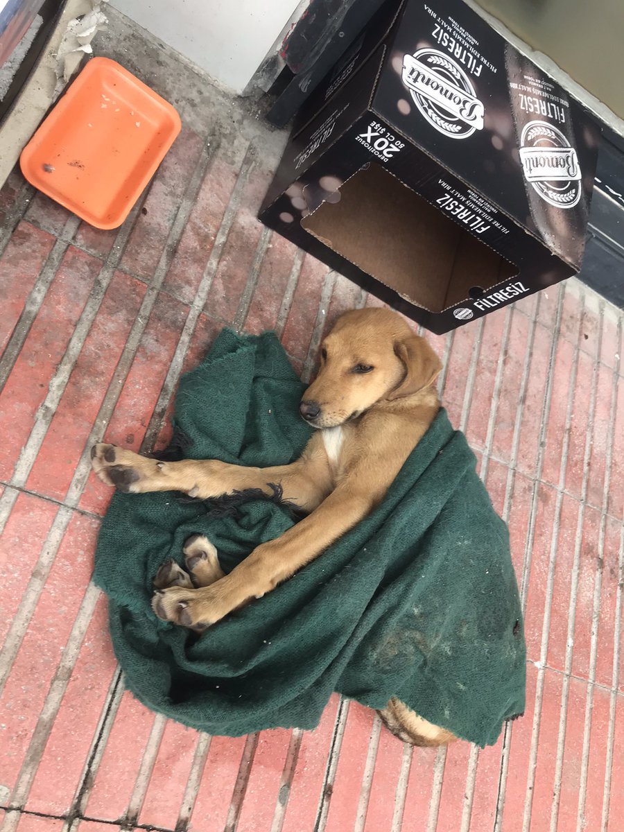 Kediler için koyduğumuz kutunun içindeki örtüyü çıkarıp arasına yatmış. 
Ben senin o aklını yerim bebek 😍