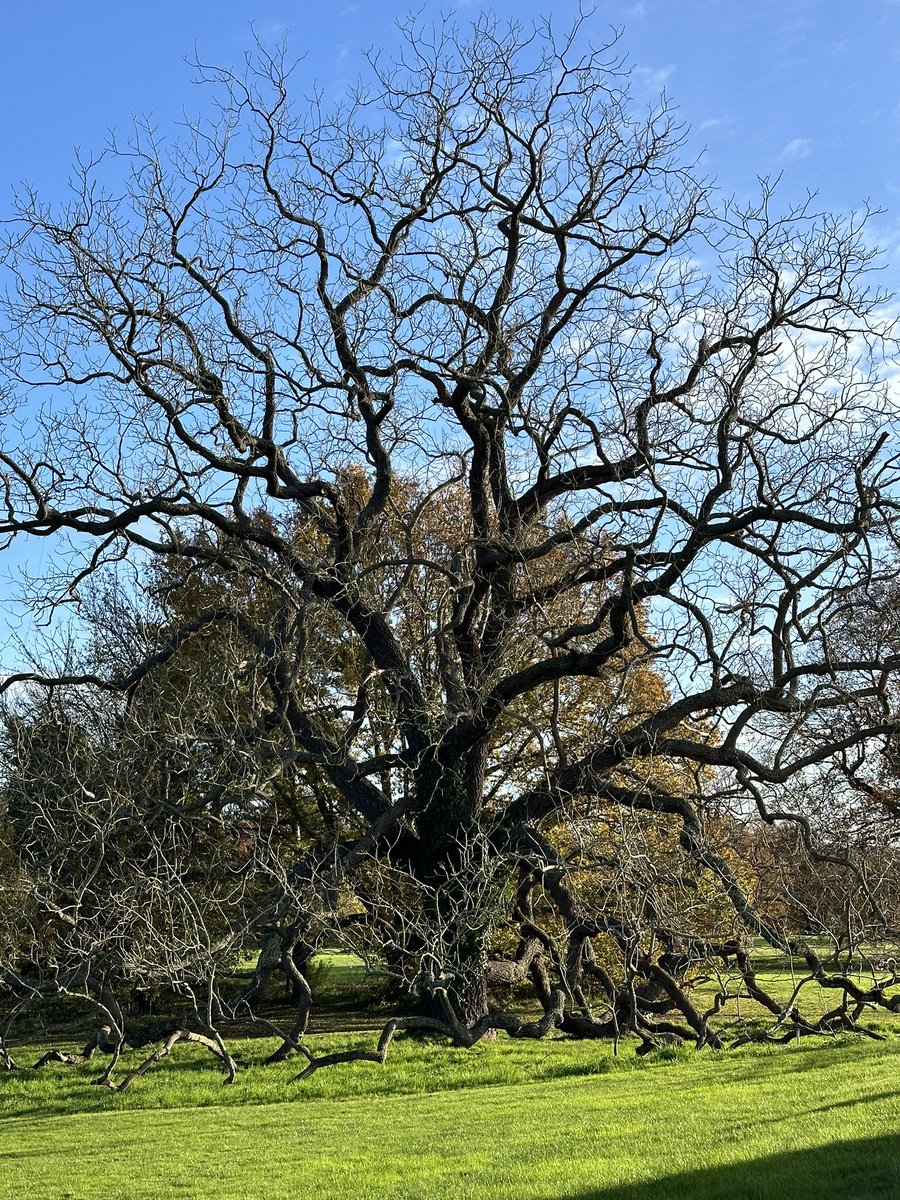 Working in Essex today ❤️this magnificent tree