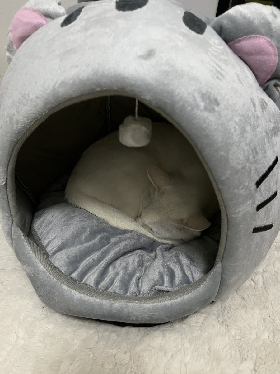 ELLENEKO2's tweet image. ๆฐๅฑ
ใใๆฐใซๅ
ฅใใฎใใตใใ๐โโฌ๐
#็ใฎๅฎถใๅใๅใ #็ซ #cat #๊ณ ์์ด