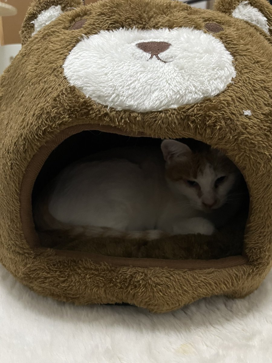 ELLENEKO2's tweet image. ๆฐๅฑ
ใใๆฐใซๅ
ฅใใฎใใตใใ๐โโฌ๐
#็ใฎๅฎถใๅใๅใ #็ซ #cat #๊ณ ์์ด