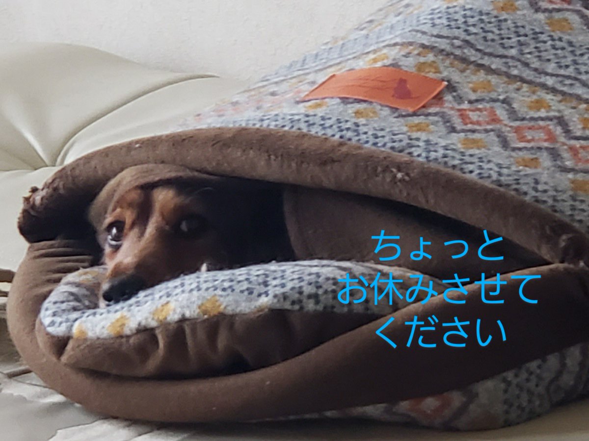 coffee_ease's tweet photo. こんにちは😊
#自覚焙煎珈琲 の
#EASE2 です☕️💕
申し訳ありません、
都合により
しばらくの間、販売会は
お休みさせていただきます🙏
ご迷惑をおかけしますが
よろしくお願いいたします🙇
#コーヒースタンドイーズ
#コーヒーロースターイーズ2 https://t.co/GzjAhqwgsN