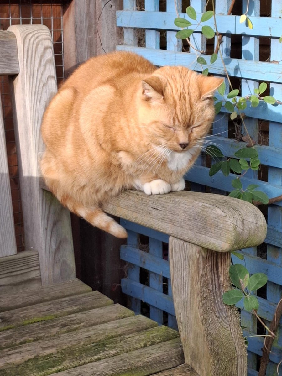 ShropsCatRescue's tweet photo. #SundayThoughts ~ Monty looks deep in thought. Wonder what he is thinking. He is getting much braver but still very wary of the volunteers but doesn't like them getting too close. He lives in the straw the back of the rehoming pens #Cats #Freeranger #purrfectfelines #catlovers https://t.co/ufwMRl7Wqd