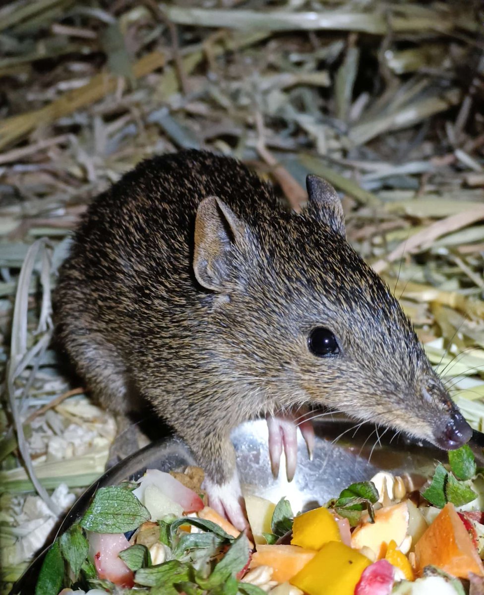 Well, it's time to close up and move elsewhere. Hope to see you on other welcoming platforms. 
Here's a Bandicoot to say #goodbye