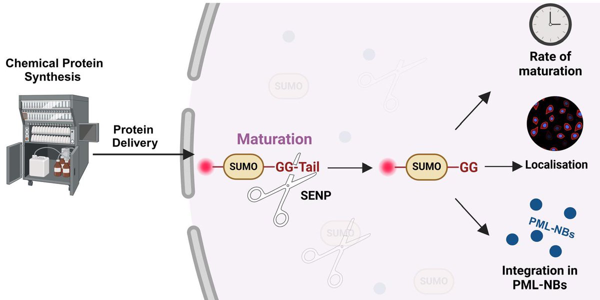 Combing chemical protein synthesis and cell delivery reveals novel insights on the tail processing step of SUMO2 is now in Chemical Science: 

pubs.rsc.org/en/Content/Art…