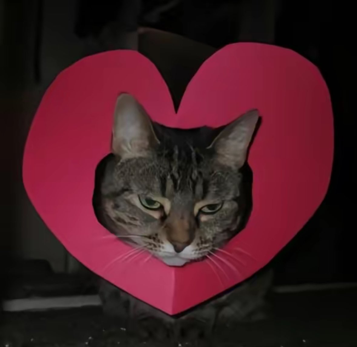 良 (@liang6223) on Twitter photo 