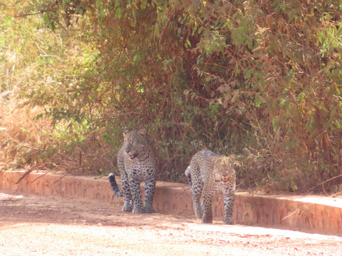 AkageraPark's tweet photo. Our preliminary findings reveal a significant leopard hotspot in the southern region, particularly around Nyamwashama, Muyumbu, and Rurama, where we've identified at least 23 individuals within 100 sq km. https://t.co/OqaLhPGtkV