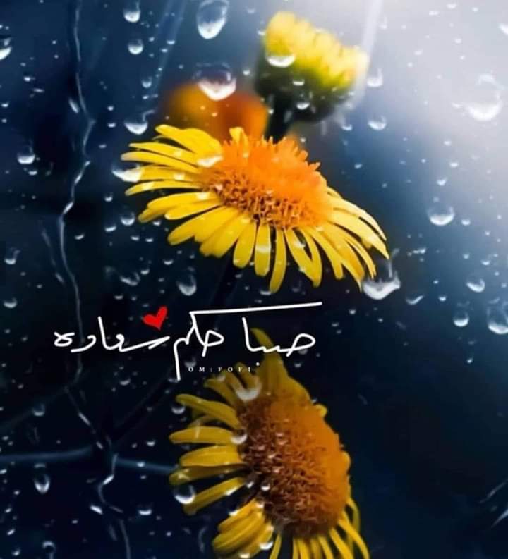 في هذا الصبــــــاح 
لا حروف لا كلمـــــــات فقط سلام من القلـــب ، وباقة ورد
لڪل من يداوم تواجده بين ڪلمات خواطر راقية 
صبـــــاح أنيق بڪم يليق 
صباحكم فراشات طائرة تحلق في فضاء أرواحڪم العطرة

 #صباحڪم_سعادة🥀

#خواطر_راقية✍️
