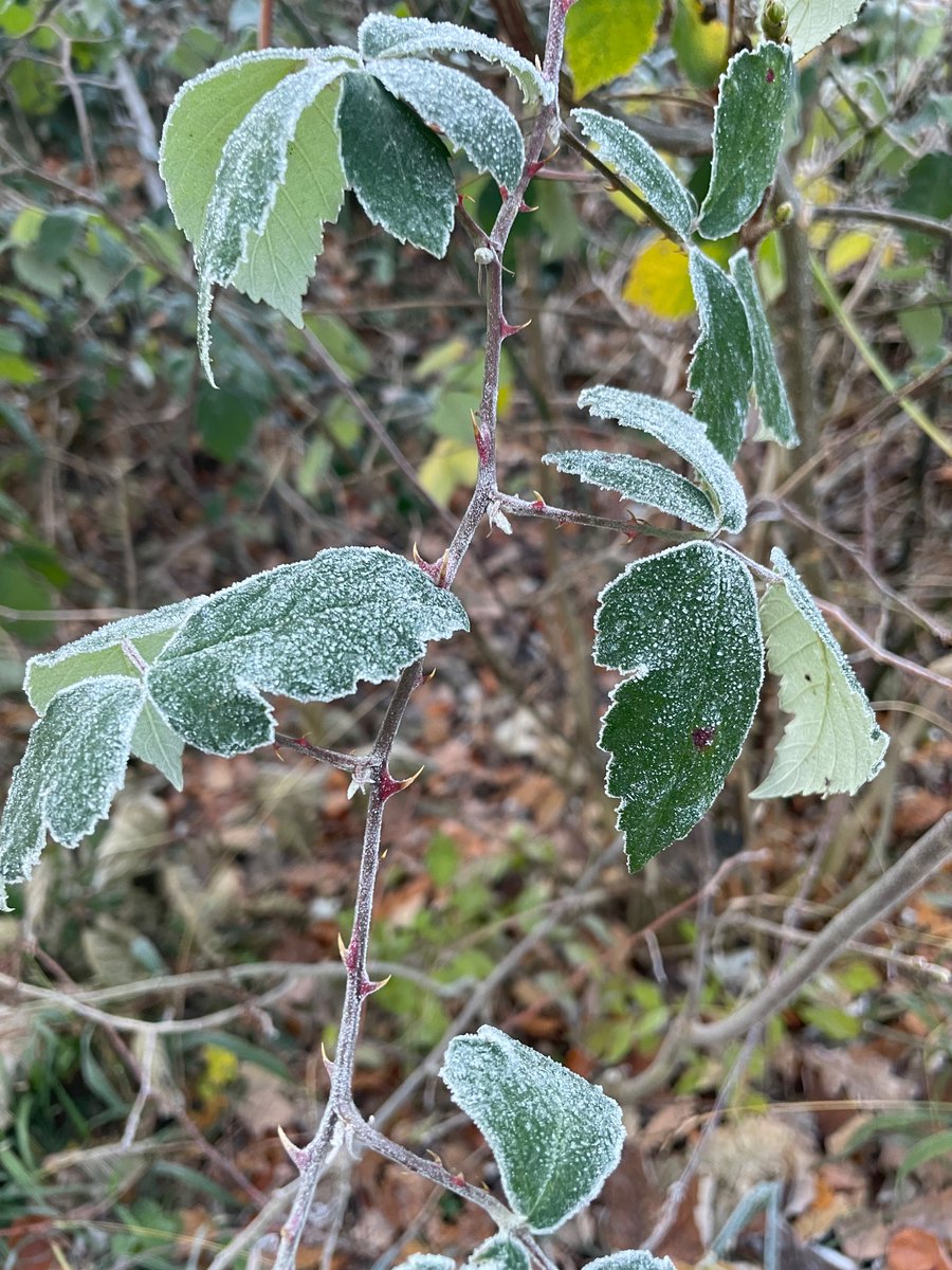 Ganz schön frostig heute ❄️