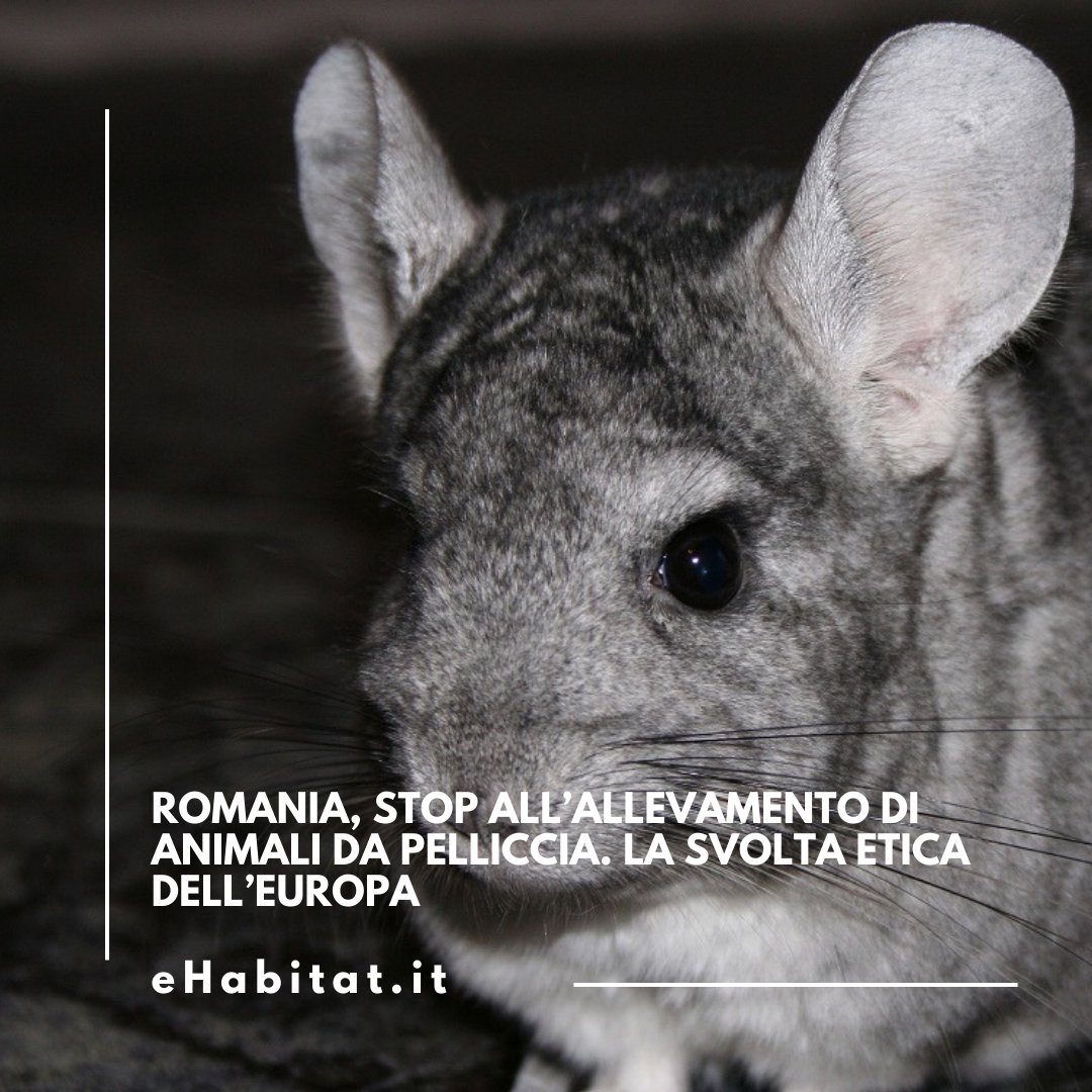 La Romania vieta l’allevamento di animali da pelliccia, aggiungendosi a una crescente lista di Paesi europei che agiscono contro lo sfruttamento animale nella moda.

🔗 Approfondisci:

ehabitat.it/2024/11/17/rom…

#animaljustice #animalcare #romania #attualità #animali