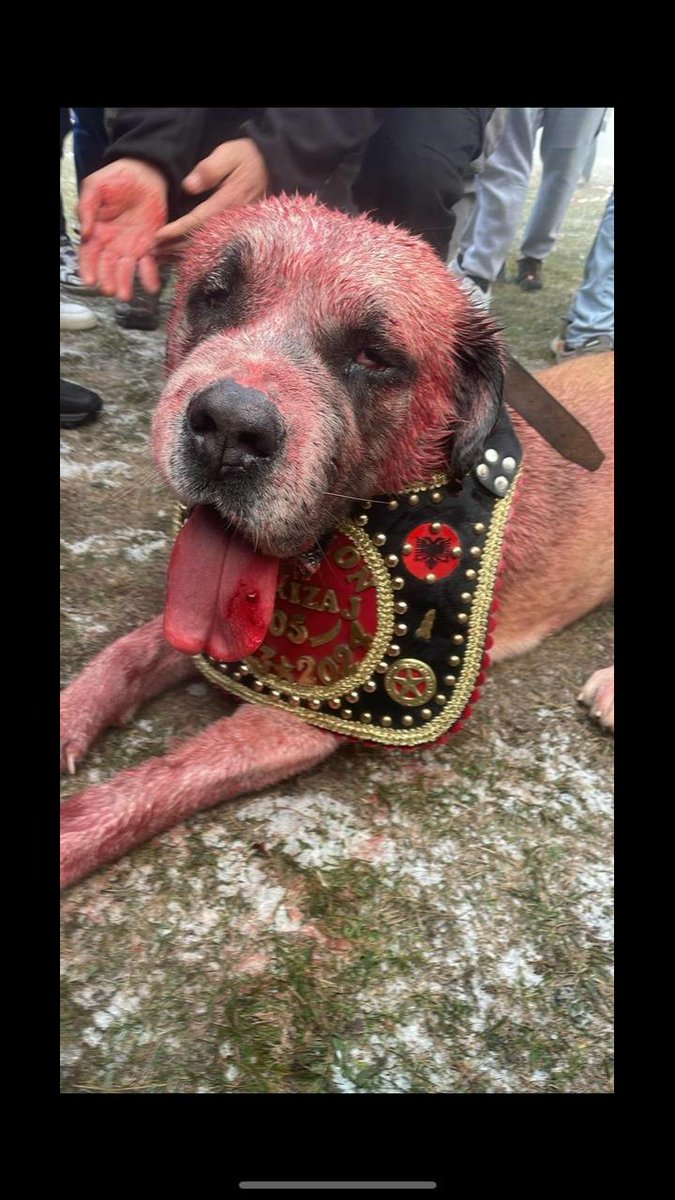 Susma Türkiye
Türkiye'de Köpek dövüş Ligi var

Türk köpeklerinin yurt dışına satışı yasaklansın . . . . . 

Fotoğraf Balkan köpek dövüş ülkeler arası turnuvaya aittir . . . .

Cübbeli  #GuelduerGuelduerShow Teğmen Ebru Eroğlu Yusuf Tekin Adamdır  Erzurum #OPETBoykot