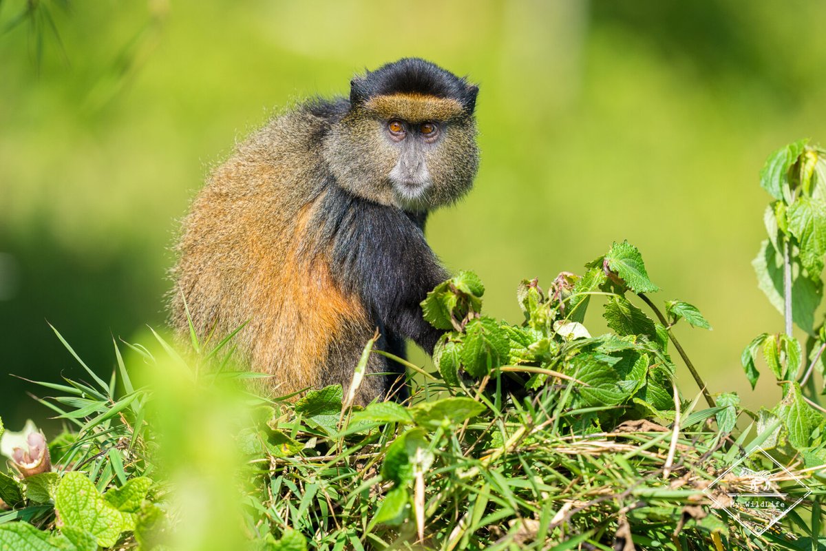 BlogMyWildlife's tweet image. Abécédaire de mon voyage au Rwanda : Voilà une façon originale pour vous faire découvrir le Rwanda à travers sa faune et aussi à travers son histoire et sa culture my-wildlife.com/abecedaire-de-… 😉