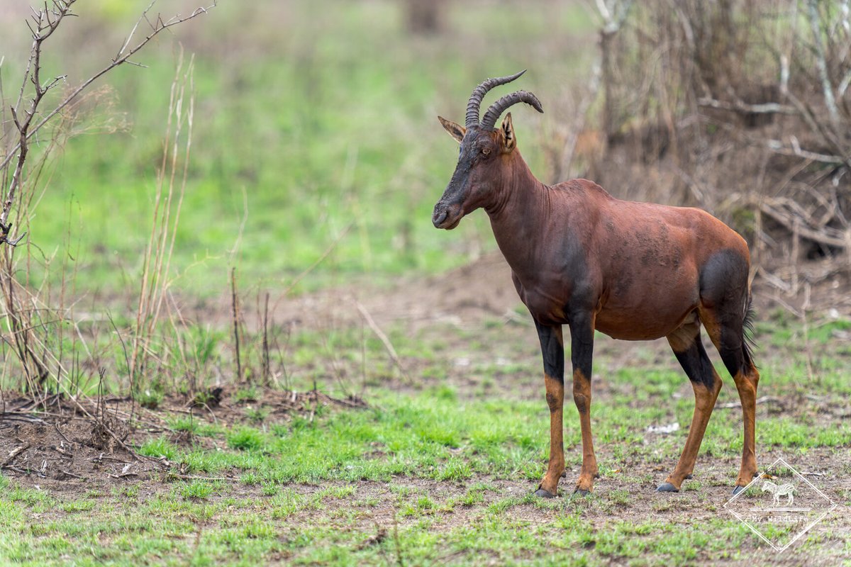 BlogMyWildlife's tweet image. Abécédaire de mon voyage au Rwanda : Voilà une façon originale pour vous faire découvrir le Rwanda à travers sa faune et aussi à travers son histoire et sa culture my-wildlife.com/abecedaire-de-… 😉