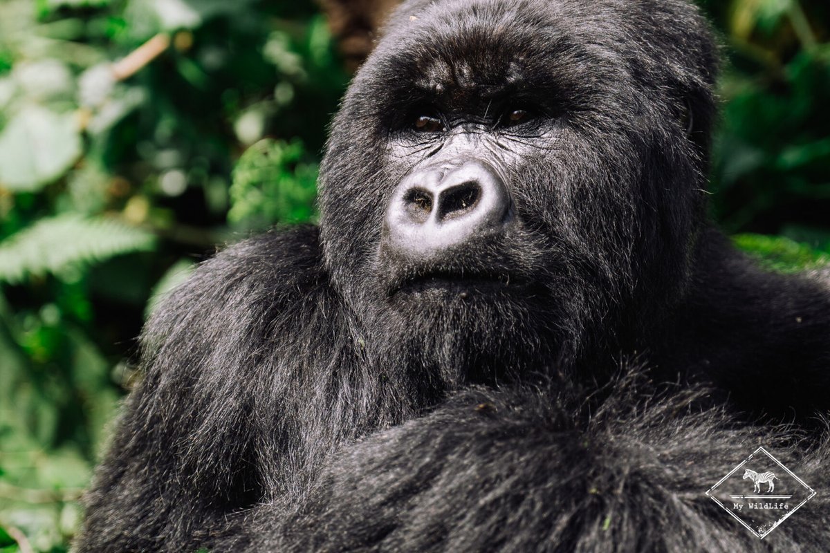 BlogMyWildlife's tweet image. Abécédaire de mon voyage au Rwanda : Voilà une façon originale pour vous faire découvrir le Rwanda à travers sa faune et aussi à travers son histoire et sa culture my-wildlife.com/abecedaire-de-… 😉