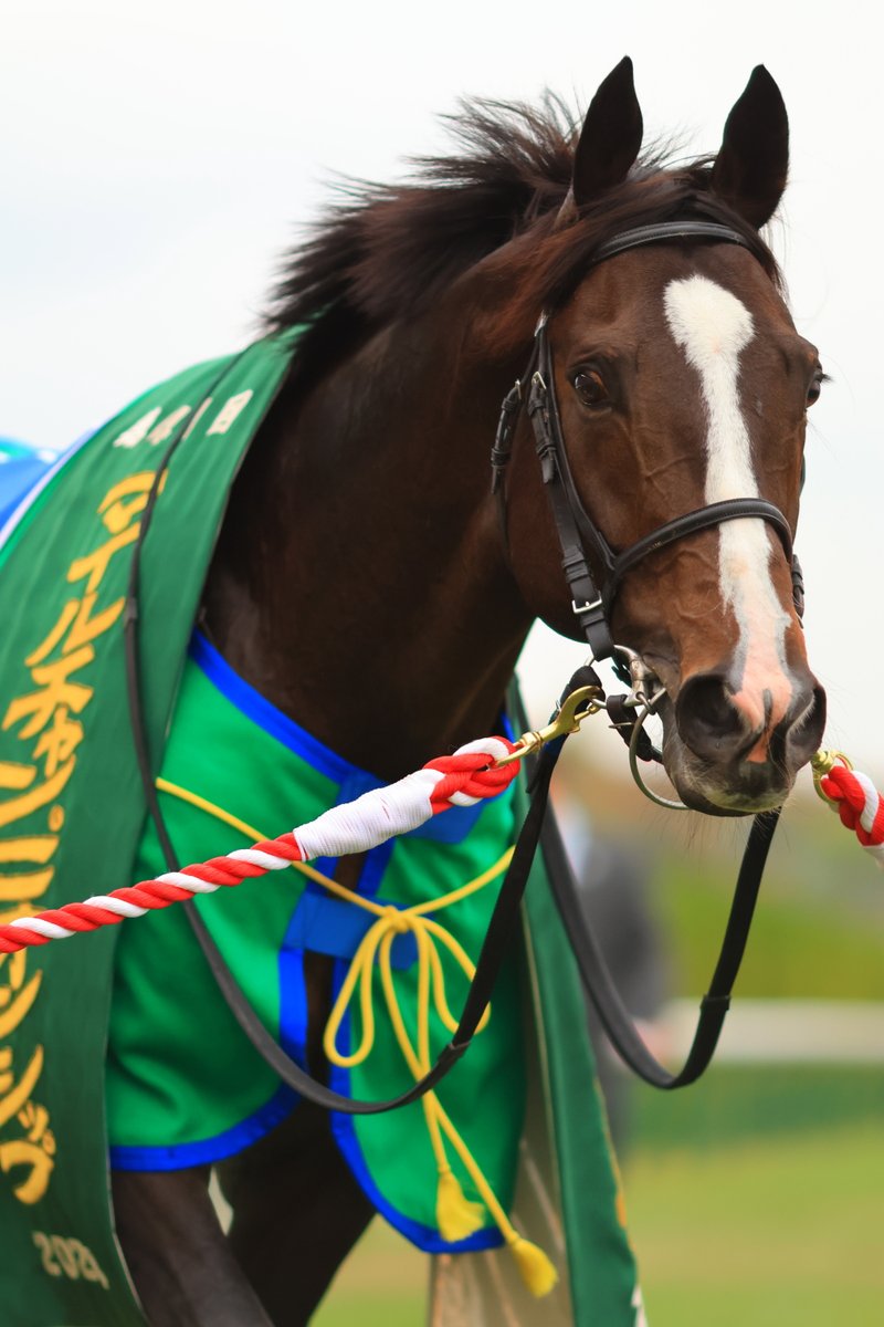 JRAVAN_info's tweet image. 何度も立ち向かい、ついに届いた魂の叫び🏆❤️‍🔥
#ソウルラッシュ #団野大成 #マイルCS